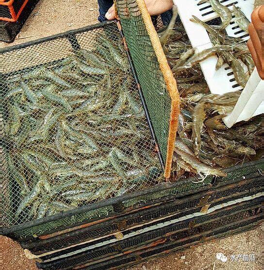 出蝦27斤/立方，連續三造成功后，工廠化養蝦在他看來并不難！