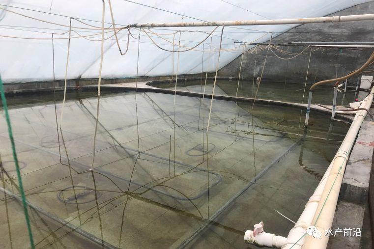 出蝦27斤/立方，連續三造成功后，工廠化養蝦在他看來并不難！
