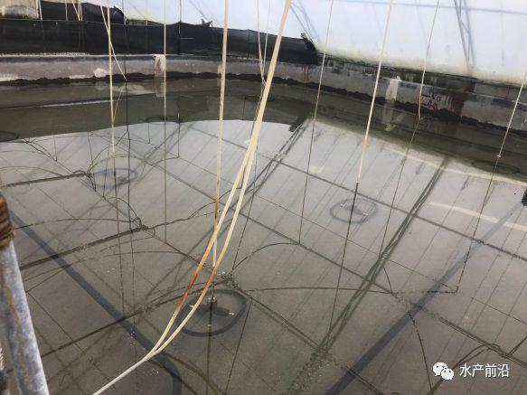 出蝦27斤/立方，連續三造成功后，工廠化養蝦在他看來并不難！