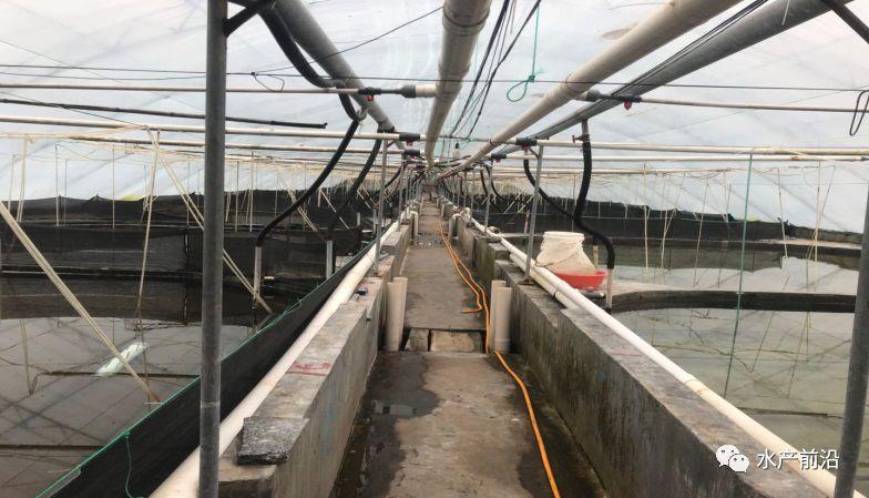 出蝦27斤/立方，連續三造成功后，工廠化養蝦在他看來并不難！